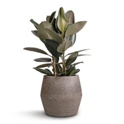 Ficus Elastica Abidjan - Burgundy Rubber Plant -HousePlants Shop Ficus elastica Abidjan Burgundy Rubber Plant 24x80cm Harley Cement Stone Plant Pot Granite Grey 37x34cm