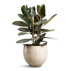 Mini Orb Kevan Plant Pot - Grey Washed -HousePlants Shop Ficus elastica Abidjan Burgundy Rubber Plant 24x80cm Mini Orb Kevan Plant Pot Grey Washed 32x28cm f19d0d41 3850 4b84 bc02 e79d541880aa