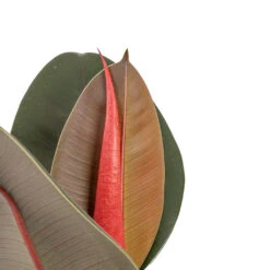 Ficus Elastica Abidjan - Burgundy Rubber Plant -HousePlants Shop Ficus elastica Abidjan Burgundy Rubber Plant DETAIL