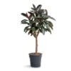 Ficus Elastica Abidjan - Burgundy Rubber Plant - Straight Stem -HousePlants Shop Ficus elastica Abidjan Burgundy Rubber Plant Straight Stem
