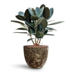 Lava Couple Relic Planter - Black -HousePlants Shop Ficus elastica Abidjan HydroCare Lava Couple Relic Planter Black d1e501c3 7461 4a84 ac90 58f98aa0e312