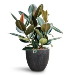 Raindrop Egg Planter - Anthracite -HousePlants Shop Ficus elastica Abidjan HydroCare Raindrop Couple Planter Anthracite