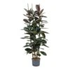 Ficus Elastica Abidjan - HydroCare -HousePlants Shop Ficus elastica Abidjan Hydroculture Indoor Plant