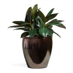 Ficus Elastica Abidjan - Burgundy Rubber Plant -HousePlants Shop Ficus elastica Abidjan Rubber Plant 24x60cm Amora Plant Pot Black Gold 32x32cm 096b7662 634b 47ca 9c01 22f0fde1e712