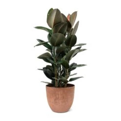 Ficus Elastica Abidjan - Burgundy Rubber Plant -HousePlants Shop Ficus elastica Abidjan Rubber Plant Bola Artstone Plant Pot Oak