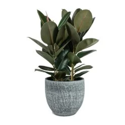 Ficus Elastica Abidjan - Burgundy Rubber Plant -HousePlants Shop Ficus elastica Abidjan Rubber Plant Karlijn Plant Pot Anthracite 5473e867 458c 4508 b4e0 e6c7c4d936ac