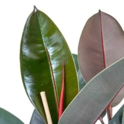 Ficus Elastica Abidjan - HydroCare -HousePlants Shop Ficus elastica Abidjan Rubber Plant Leaves 0a9b4913 6ce8 4055 baa8 19c6181f930f