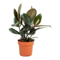 Ficus Elastica Abidjan - Burgundy Rubber Plant -HousePlants Shop Ficus elastica Abidjan Rubber Plant Medium