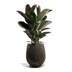 Opus Hit Darcy Planter - Gold -HousePlants Shop Ficus elastica Abidjan Rubber Plant Opus Hit Darcy Planter Gold