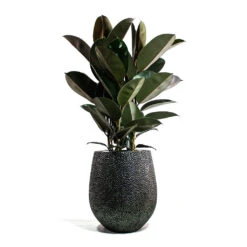 Opus Hit Darcy Planter - Silver -HousePlants Shop Ficus elastica Abidjan Rubber Plant Opus Hit Darcy Planter Silver
