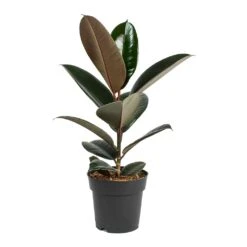 Ficus Elastica Abidjan - Burgundy Rubber Plant -HousePlants Shop Ficus elastica Abidjan Rubber Plant Small