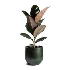 Zembla Plant Pot - Green -HousePlants Shop Ficus elastica Abidjan Rubber Plant Zembla Plant Pot