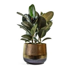 Ficus Elastica Abidjan - Burgundy Rubber Plant -HousePlants Shop Ficus elastica Abidjan Rubber Plant jenna metal plant pot d6131747 ac3c 4a08 b667 5b79f8ad5f01