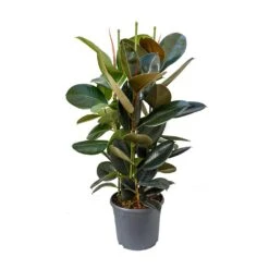 Ficus Elastica Abidjan - Burgundy Rubber Plant -HousePlants Shop Ficus elastica Abidjan Rubber Plant 89c4167c eb3c 496f 9722 2997d69419b1