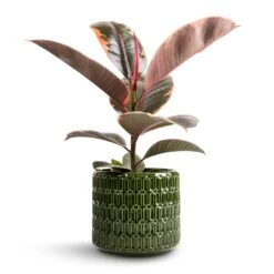 Ficus Elastica Belize - Pink Rubber Plant -HousePlants Shop Ficus elastica Belize Pink Rubber Plant 12x40cm Flor Plant Pot Green 14x12cm