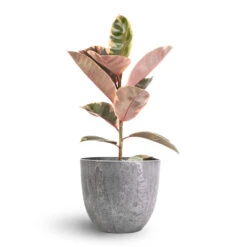 Ficus Elastica Belize - Pink Rubber Plant -HousePlants Shop Ficus elastica Belize Pink Rubber Plant 17x60cm Bola Artstone Plant Pot Grey 23x20cm 23e85bd4 ab1c 40c0 a6c2 ba3f79e8e97e