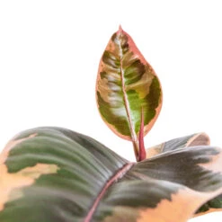 HousePlants Shop -HousePlants Shop Ficus elastica Belize Pink Rubber Plant DETAIL