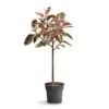 Ficus Elastica Belize - Pink Rubber Plant - Straight Stem -HousePlants Shop Ficus elastica Belize Pink Rubber Plant Straight Stem