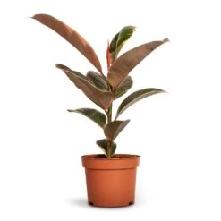 Ficus Elastica Belize - Pink Rubber Plant -HousePlants Shop Ficus elastica Belize Rubber Plant 12x30cm