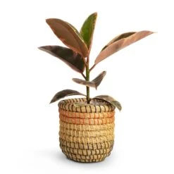 Ficus Elastica Belize - Pink Rubber Plant -HousePlants Shop Ficus elastica Belize Rubber Plant 12x30cm Jane Plant Baskets Set5 Desert 9fa23719 32be 4429 99cd 0e38988e113d