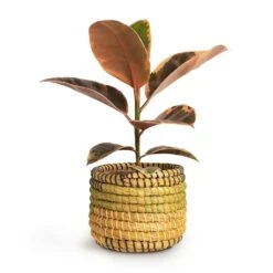 Ficus Elastica Belize - Pink Rubber Plant -HousePlants Shop Ficus elastica Belize Rubber Plant 12x30cm Jane Plant Baskets Set5 Jungle f0822338 621c 45b8 81de 355c98e6b3a8