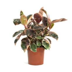 Ficus Elastica Belize - Pink Rubber Plant -HousePlants Shop Ficus elastica Belize Rubber Plant 21cm
