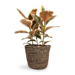 Ficus Elastica Belize - Pink Rubber Plant -HousePlants Shop Ficus elastica Belize Rubber Plant 21x55cm Selin Plant Basket Black Weave 26x23cm 9748d3e9 bd39 4871 a1bb 71f69b1a67d0