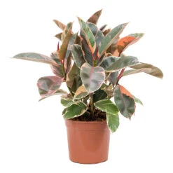 Ficus Elastica Belize - Pink Rubber Plant -HousePlants Shop Ficus elastica Belize Rubber Plant