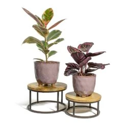 Ficus Elastica Belize - Pink Rubber Plant -HousePlants Shop Ficus elastica Belize Rubber Plant Calathea roseopicta Dottie Rose Painted Calathea kaat pink plant pot lois stand 12cf23c6 d2a0 468c ae66 20789f045e73