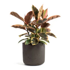 Ficus Elastica Belize - Pink Rubber Plant -HousePlants Shop Ficus elastica Belize Rubber Plant Charlie Plant Pot Ash Brown