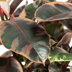 Ficus Elastica Belize - Pink Rubber Plant -HousePlants Shop Ficus elastica Belize Rubber Plant Close Up