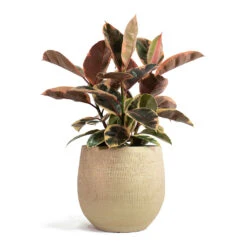 Ficus Elastica Belize - Pink Rubber Plant -HousePlants Shop Ficus elastica Belize Rubber Plant Ryan Plant Pot Sand Gold