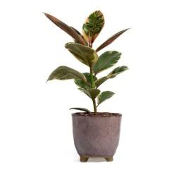 Ficus Elastica Belize - Pink Rubber Plant -HousePlants Shop Ficus elastica Belize Rubber Plant kaat pink plant pot