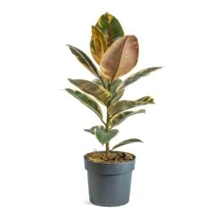 Ficus Elastica Belize - Pink Rubber Plant -HousePlants Shop Ficus elastica Belize Rubber Plant a5a37ed3 66d4 4d5e b4ba 03562ce5e9b7
