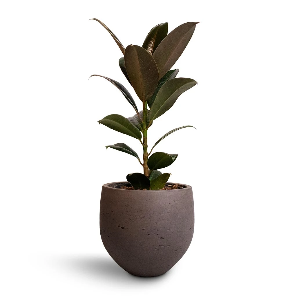 Ficus Elastica Melany - Rubber Plant 5 Ficus Elastica Melany - Rubber Plant - Image 3