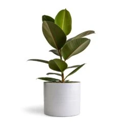 Hadleigh Plant Pot - White -HousePlants Shop Ficus elastica Melany Rubber Plant 14x45cm Hadleigh Plant Pot White 20x17.5cm