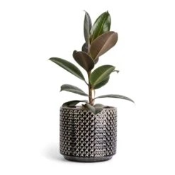 Ficus Elastica Melany - Rubber Plant 16 Ficus Elastica Melany - Rubber Plant -HousePlants Shop Ficus elastica Melany Rubber Plant 14x45cm Thies Plant Pot Anthracite 19x17cm