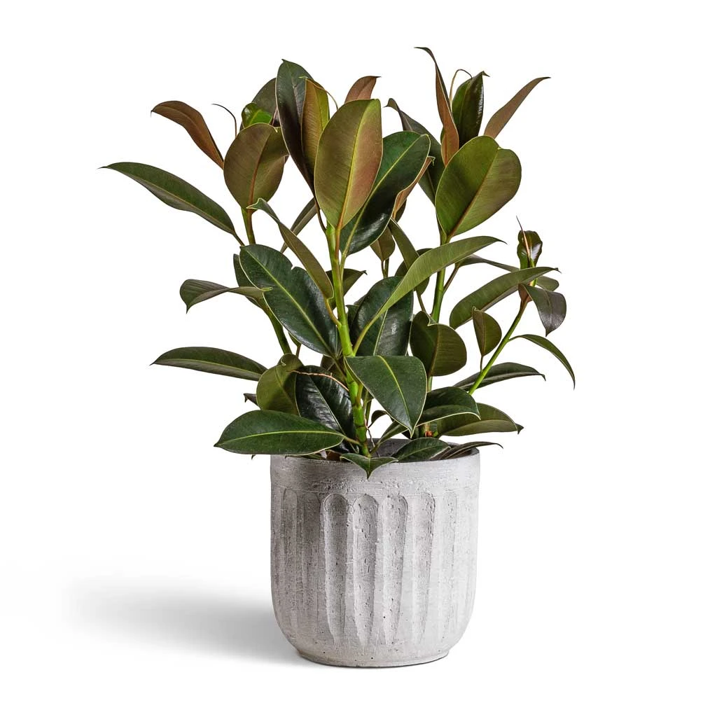 Ficus Elastica Melany - Rubber Plant 3 Ficus Elastica Melany - Rubber Plant