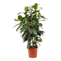 Ficus Elastica Melany - Rubber Plant 18 Ficus Elastica Melany - Rubber Plant -HousePlants Shop Ficus elastica Melany Rubber Plant 20x90cm