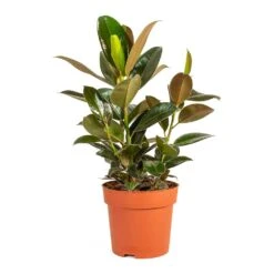 Ficus Elastica Melany - Rubber Plant 17 Ficus Elastica Melany - Rubber Plant -HousePlants Shop Ficus elastica Melany Rubber Plant Medium