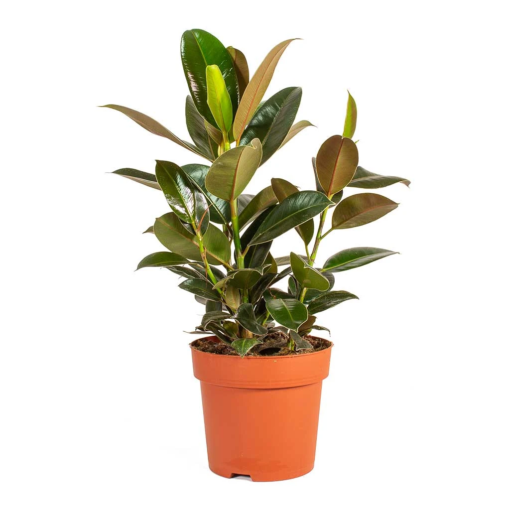 Ficus Elastica Melany - Rubber Plant 8 Ficus Elastica Melany - Rubber Plant - Image 6