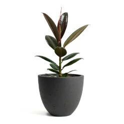 Ficus Elastica Melany - Rubber Plant 19 Ficus Elastica Melany - Rubber Plant -HousePlants Shop Ficus elastica Melany Rubber Plant Mini Jesslyn Plant Pot Black Washed bb31d676 6fb2 41b1 8168 1bcc36d4ea60