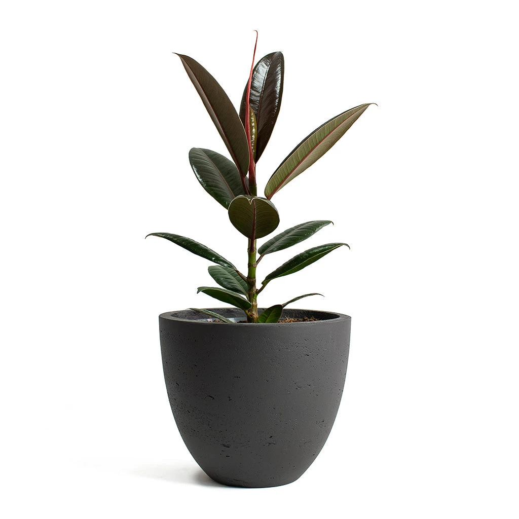 Ficus Elastica Melany - Rubber Plant 10 Ficus Elastica Melany - Rubber Plant - Image 8