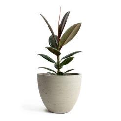 Mini Jesslyn Plant Pot - Grey Washed -HousePlants Shop Ficus elastica Melany Rubber Plant Mini Jesslyn Plant Pot Grey Washed