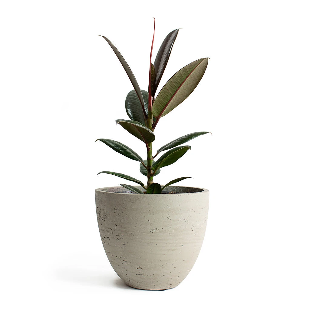 Ficus Elastica Melany - Rubber Plant 11 Ficus Elastica Melany - Rubber Plant - Image 9