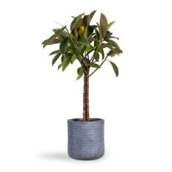 Angle Cylinder Plant Pot - Grey -HousePlants Shop Ficus elastica Melany Rubber Plant Multi Stem 21x80cm Angle Cylinder Plant Pot Grey 24x24cm