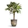 Ficus Elastica Melany - Rubber Plant - Multi Stem 1 Ficus Elastica Melany - Rubber Plant - Multi Stem -HousePlants Shop Ficus elastica Melany Rubber Plant Multi Stem 21x90cm Aico Plant Pot Shiny Blue 28x25cm 2c07358d 0dff 464c 9ddb 048b1206e2a4