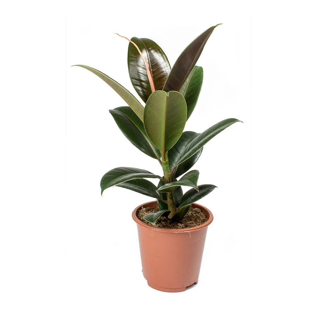 Ficus Elastica Melany - Rubber Plant 6 Ficus Elastica Melany - Rubber Plant - Image 4