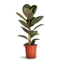 Ficus Elastica Robusta - Rubber Plant -HousePlants Shop Ficus elastica Robusta Rubber Plant 17x50cm