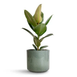 Ficus Elastica Robusta - Rubber Plant -HousePlants Shop Ficus elastica Robusta Rubber Plant 17x50cm Remmi Glaze Plant Pot Green 20x20cm 87602c68 0857 46c4 8e26 437391e71d06